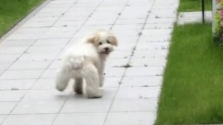Der Hund hat beim Spazierengehen eine bezaubernde Bewegung