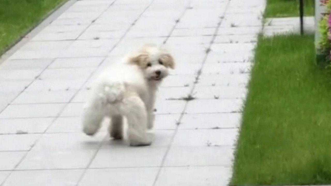 Der hund hat beim spazierengehen eine bezaubernde bewegung