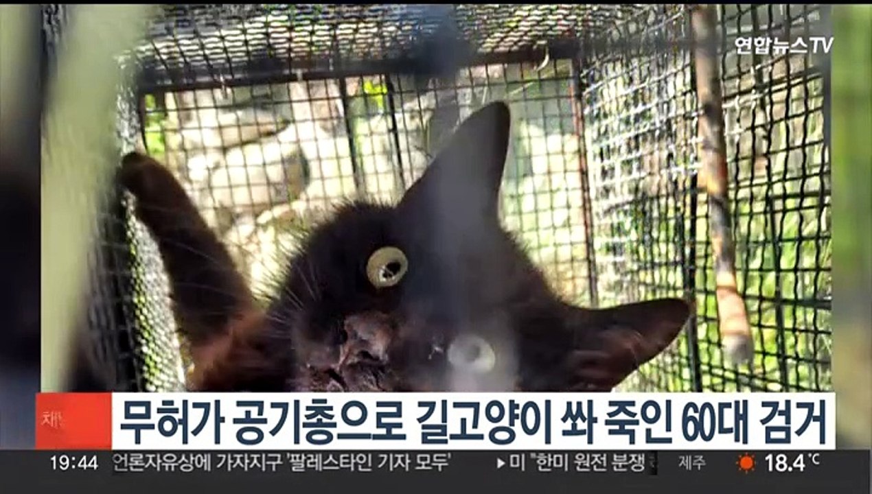 무허가 공기총으로 길고양이 쏴 죽인 60대 검거