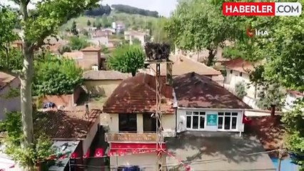 Naipli leylek: 20 yıldır bu köyde yuva yapıyor