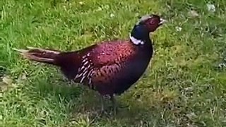 Flying visit from a pheasant