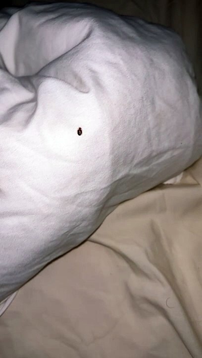 Mum horrified after finding bed bugs in Blackpool guest house - video ...