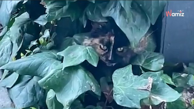 Elle nourrit un chat errant : son comportement face à la nourriture l'alerte et elle fonce aux urgences (vidéo)