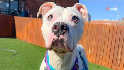 Un chien errant court le long des voies ferrées : il y a urgence car le train arrive !