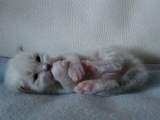 Dior, chaton sacré de Birmanie à 17 jours