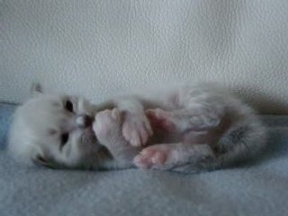 Dior, chaton sacré de Birmanie à 17 jours