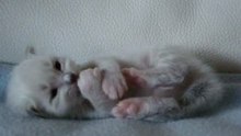 Dior, chaton sacré de Birmanie à 17 jours