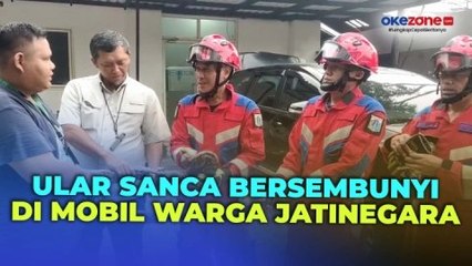 Ngeri, Ular Sanca Sepanjang 5 Meter Bersembunyi di Mobil Warga Jatinegara