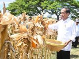 Presiden Jokowi Tinjau Panen Jagung di Sumbawa