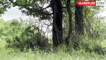İşçiler ormanda insan kafatası ve kemik buldu