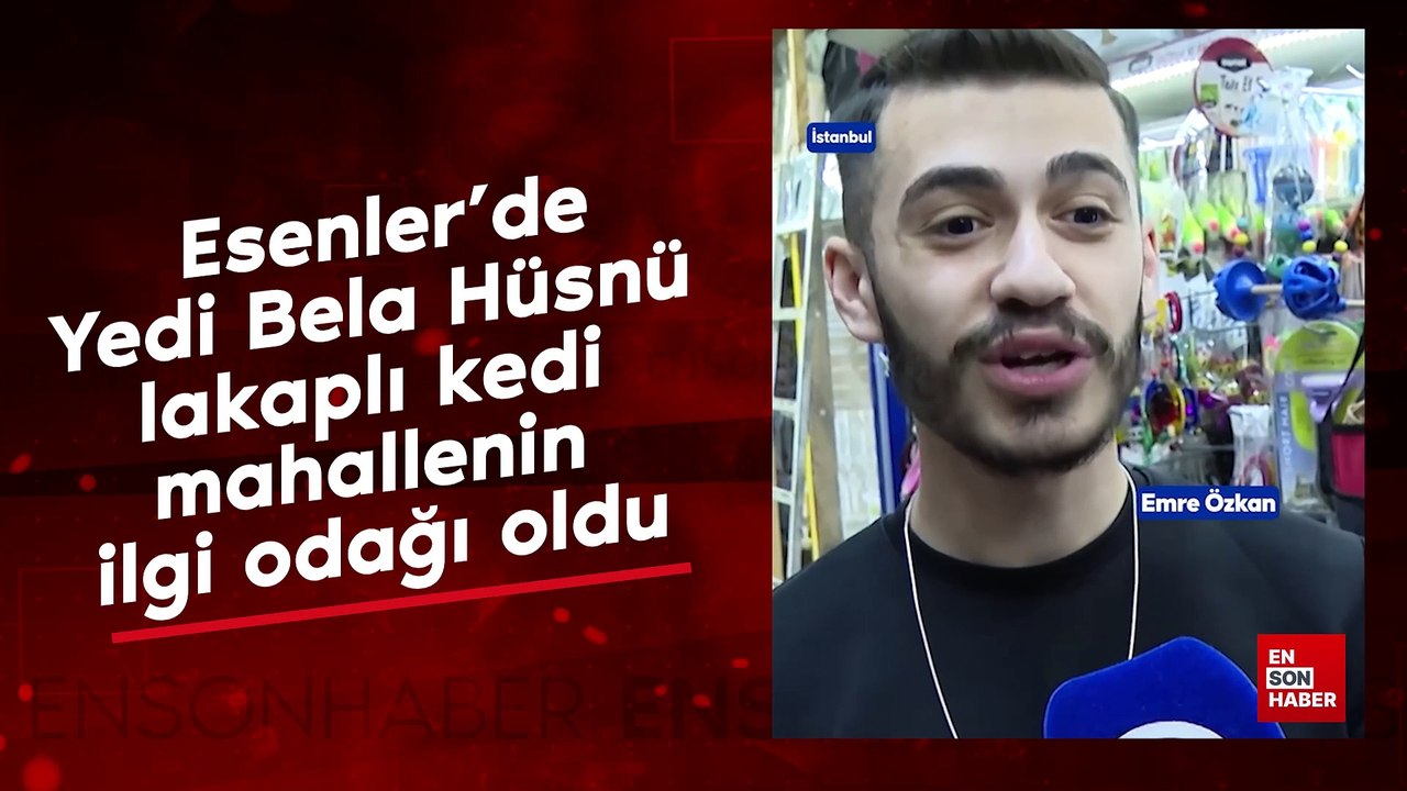Yedi Bela Hüsnü lakaplı kedi mahallenin ilgi odağı oldu