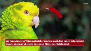 Gesprächige Papageien lieben Live-Videoanrufe