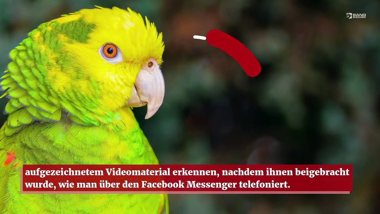 Gesprächige Papageien lieben Live-Videoanrufe