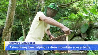 Taiwan's Rare Native Honeybees Reviving the Wild
