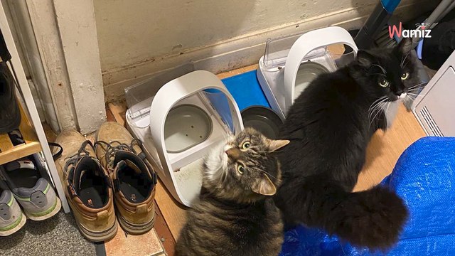 Il demande à sa femme de ne pas croire aux mensonges de leurs chats : en rentrant, elle découvre leur stratagème