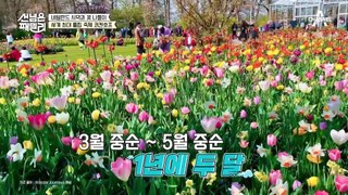 세계 최대의 튤립 축제 쾨켄호프! 700만 꽃송이들의 대향연★