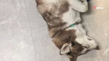 Ce chien était si désespéré d'être dans un refuge qu'il trouvait tous les moyens pour s'échapper de son box