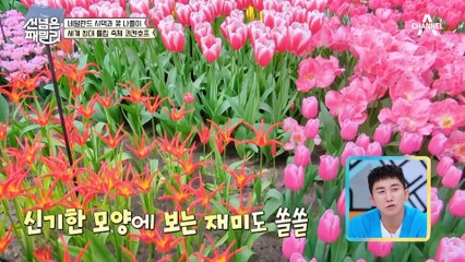 [#선넘은패밀리] 세계 최대 튤립 축제 쾨켄호프! 한식 싫어하는 시부모님과 한식 피크닉,,, 과연 결과는?