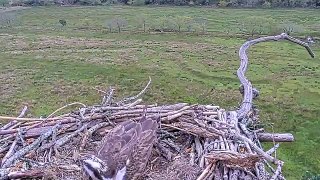 Glaslyn osprey born in 2022 returns to nest