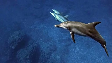 Harmonia Aquática - Cenas Tranquilas do Nado de Golfinhos!