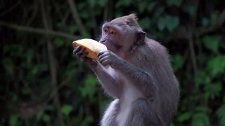 Lanche de Macaco - Divertimento Garantido com Este Primata Engraçado!