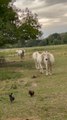 Dachshund Puppies Gets Chased off Field by Horses