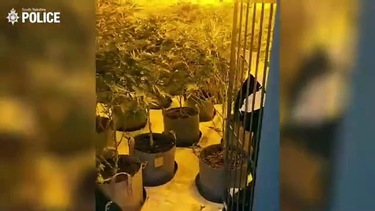 Officers raid £150,000 cannabis farm found inside Doncaster industrial unit