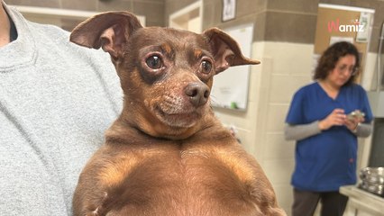 Ce chien obèse ne peut même plus marcher seul : ils se lancent un défi un peu fou pour sauver sa vie