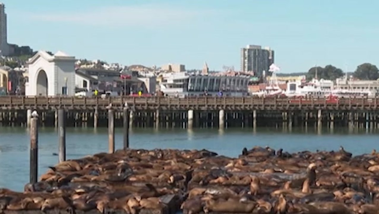 Record number of sea lions appear on San Francisco’s famous Pier 39