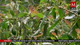 Jalisco quiere conquistar la exportación de aguacate en EU para este 5 de mayo