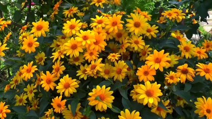 Âm nhạc thư giãn trị liệu với cảnh đẹp nhân gian - Hoa Xuân đua sắc thắm