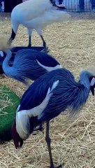 سبحان الخالق