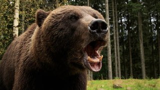 ‘Bear or man’ question divides internet after viral TikTok video