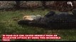 10-year-old girl saved herself from an alligator attack by using this incredible trick