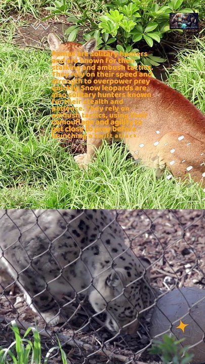 Puma VS Snow Leopard