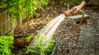 The Best Time of Day to Water Your Garden—and How Often You Should Do It