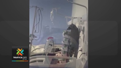tn7-mapache-sorprende-a-pacientes-y-personal-de-hospital-de-puntarenas-030524