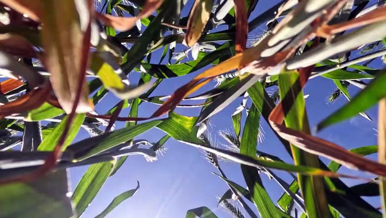 Au Maroc, à la recherche de semences céréalières tolérantes à la sécheresse