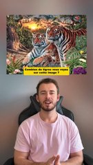 Combien de tigres vous voyez ?