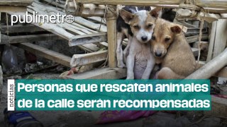 Personas que rescaten animales de la calle serán recompensadas económicamente en CDMX