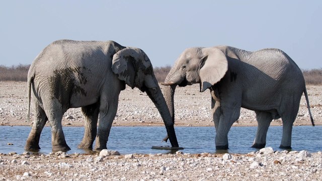 Em Harmonia com a Natureza - Elefantes Africanos em um Parque Natural!