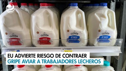 EU advierte riesgo de contraer gripe aviar a trabajadores lecheros