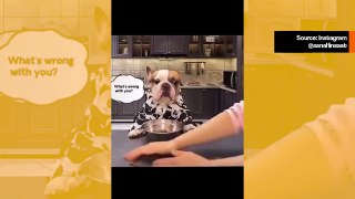 Hauska video: herkkusuu koira tuohtuu illallispalvelusta