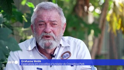 Da beira da extinção ao "paraíso" dos crocodilos na Austrália