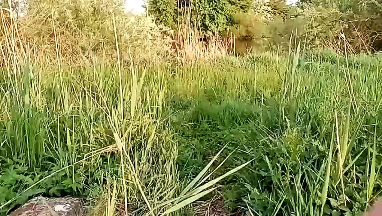 Aufruf an YouTuberin Rebekah Wing - Bitte An Rebekah Wing weiterleiten!!!!