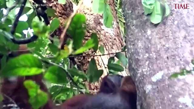 A Wild Orangutan Used a Medicinal Plant to Treat a Wound, According to New Study