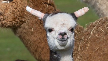 Baby alpaca born with ‘floppy ears’ undergoes treatment to straighten them