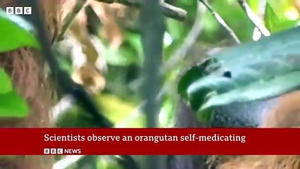 Wounded wild orangutan seen using plant as medicine - BBC News