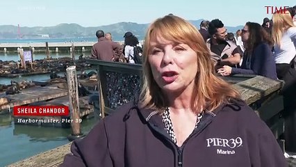 An Anchovy Feast Draws a Crush of Sea Lions to One of San Francisco’s Piers, the Most in 15 Years