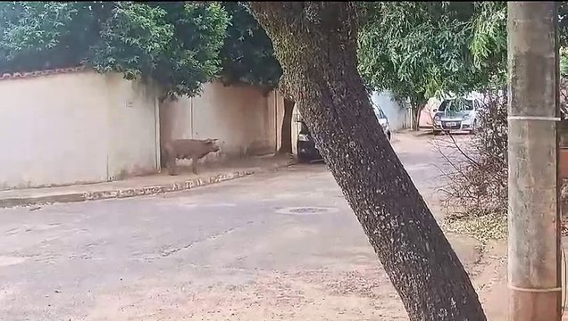 Porco sombra: animal solto intriga e assusta moradores